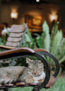 Pet Supplies Mega Discounts